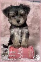Sunny, a female Morkie for sale in Tempe, AZ – 8 of 9