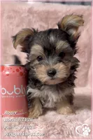 Roger, a male Morkie for sale in Phoenix, AZ – 9 of 10