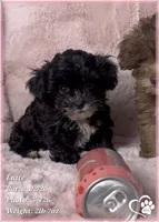 Latte, a female Shihpoo for sale in Tempe, AZ – Photo 3 of 10