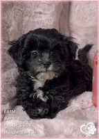 Latte, a female Shihpoo for sale in Tempe, AZ – Photo 5 of 10