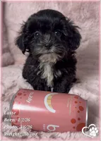 Latte, a female Shihpoo for sale in Tempe, AZ – Photo 7 of 10
