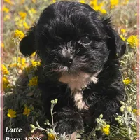 Latte, a female Shihpoo for sale in Tempe, AZ – Photo 9 of 10