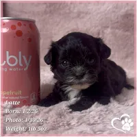 Latte, a female Shihpoo for sale in Tempe, AZ – Photo 10 of 10