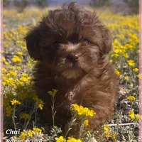 Chai, a female Shihpoo for sale in Tempe, AZ – Photo 9 of 10
