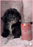 Latte, a female Shihpoo for sale in Tempe, AZ – Photo 8 of 10