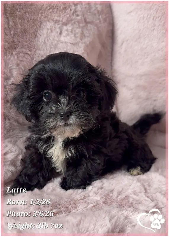 Latte – Shihpoo puppy for sale in Tempe, AZ