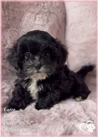 Latte, a female Shihpoo for sale in Tempe, AZ – Photo 1 of 10