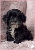 Latte, a female Shihpoo for sale in Tempe, AZ – Photo 4 of 10