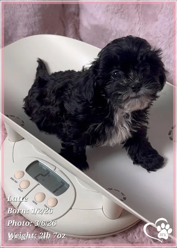 Latte – Shihpoo puppy for sale in Tempe, AZ