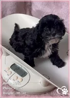 Latte, a female Shihpoo for sale in Tempe, AZ – Photo 2 of 10