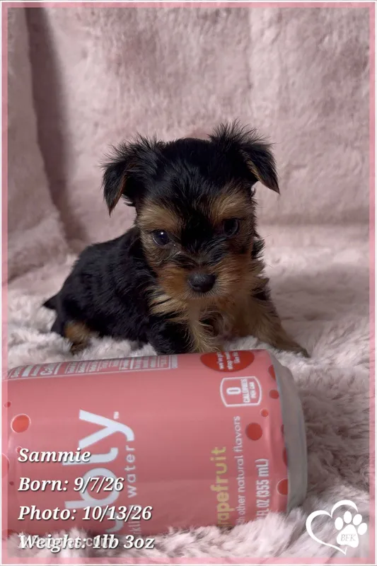 Sammie – Yorkshire Terrier puppy for sale in Phoenix, AZ