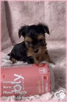 Sammie, a male Yorkshire Terrier for sale in Phoenix, AZ – 1 of 10