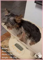 Beans, a male Yorkshire Terrier for sale in Tempe, AZ – 6 of 10