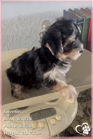 Sweetie, a female Morkie for sale in Tempe, AZ – 5 of 9