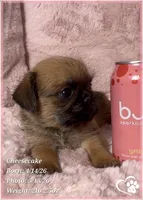 Cheesecake the Bugg/Brugg, a male Pug and Brussels Griffon for sale in Tempe, AZ – 4 of 10