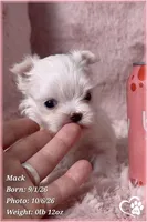 Mack, a male Maltese for sale in Phoenix, AZ – 4 of 10