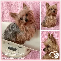 Tater, a male Yorkshire Terrier for sale in Tempe, AZ – 10 of 10