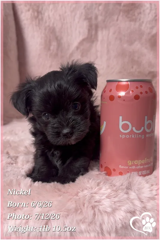 Nickel – Yorkipoo puppy for sale in Tempe, AZ