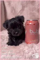 Nickel, a male Yorkipoo for sale in Tempe, AZ – 1 of 10