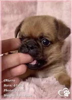 Churro the Bugg/Brugg, a male Pug and Brussels Griffon for sale in Tempe, AZ – 5 of 10