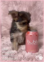 Hallie, a female Morkie for sale in Tempe, AZ – 5 of 10