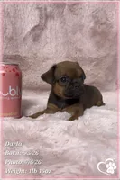 Darla, a female Brussels Griffon for sale in Tempe, AZ – 6 of 10