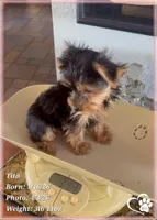 Tito, a male Yorkshire Terrier for sale in Tempe, AZ – Photo 6 of 10