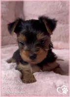 Tito, a male Yorkshire Terrier for sale in Tempe, AZ – Photo 6 of 10