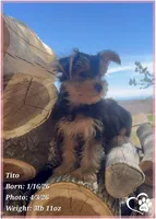Tito, a male Yorkshire Terrier for sale in Tempe, AZ – Photo 3 of 10