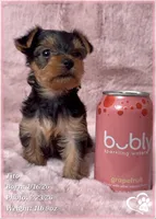 Tito, a male Yorkshire Terrier for sale in Tempe, AZ – Photo 7 of 10