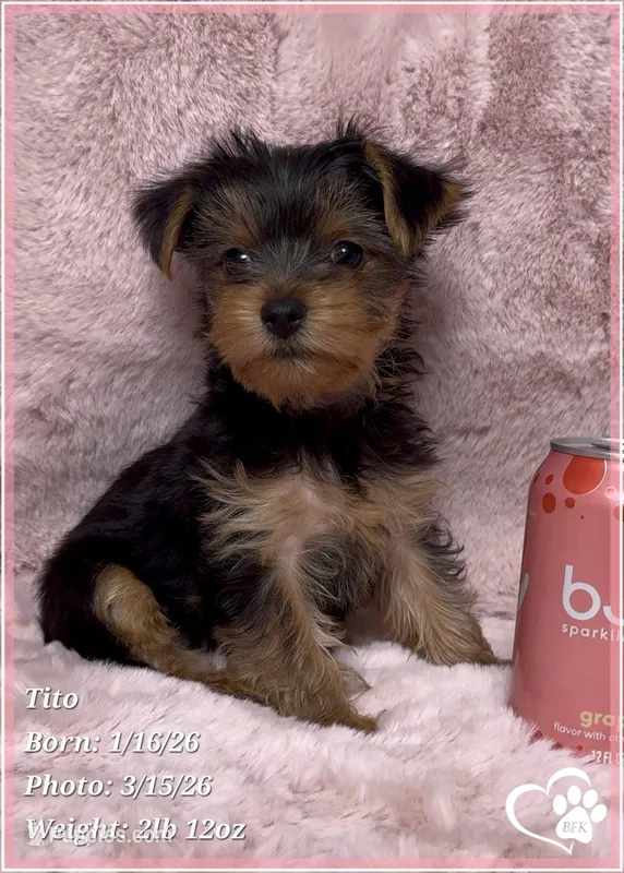 Tito – Yorkshire Terrier puppy for sale in Tempe, AZ