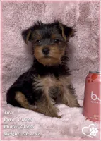 Tito, a male Yorkshire Terrier for sale in Tempe, AZ – Photo 7 of 10
