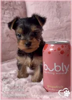 Tito, a male Yorkshire Terrier for sale in Tempe, AZ – Photo 3 of 10