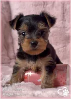 Tito, a male Yorkshire Terrier for sale in Tempe, AZ – Photo 1 of 10