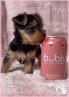 Tito, a male Yorkshire Terrier for sale in Tempe, AZ – Photo 9 of 10
