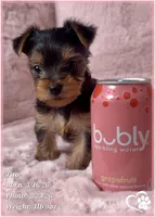 Tito, a male Yorkshire Terrier for sale in Tempe, AZ – Photo 4 of 10