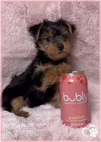 Tito, a male Yorkshire Terrier for sale in Tempe, AZ – Photo 8 of 10