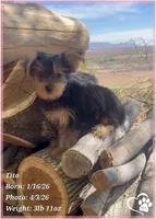 Tito, a male Yorkshire Terrier for sale in Tempe, AZ – Photo 5 of 10