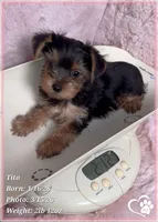 Tito, a male Yorkshire Terrier for sale in Tempe, AZ – Photo 9 of 10