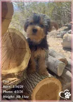 Tito, a male Yorkshire Terrier for sale in Tempe, AZ – Photo 4 of 10