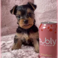 Tito, a male Yorkshire Terrier for sale in Tempe, AZ – Photo 10 of 10
