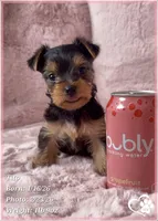 Tito, a male Yorkshire Terrier for sale in Tempe, AZ – Photo 10 of 10