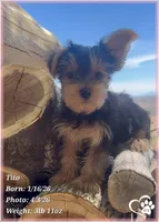 Tito, a male Yorkshire Terrier for sale in Tempe, AZ – Photo 2 of 10