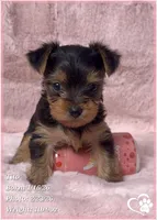 Tito, a male Yorkshire Terrier for sale in Tempe, AZ – Photo 8 of 10
