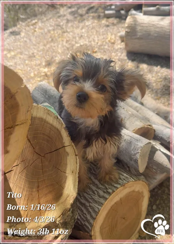 Tito – Yorkshire Terrier puppy for sale in Tempe, AZ