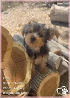 Tito, a male Yorkshire Terrier for sale in Tempe, AZ – Photo 1 of 10