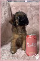 Twilight, a female Brussels Griffon for sale in Phoenix, AZ – 10 of 10