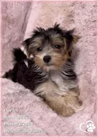 Harley, a female Morkie for sale in Tempe, AZ – 3 of 10