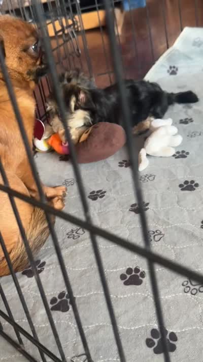 Sunny, a female Morkie for sale in Phoenix, AZ – 10 of 10