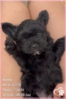 Bunny, a female Yorkipoo for sale in Tempe, AZ – 10 of 10